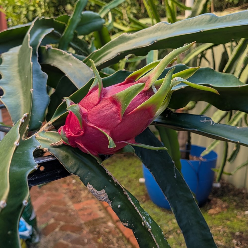 Picture of the whole plant